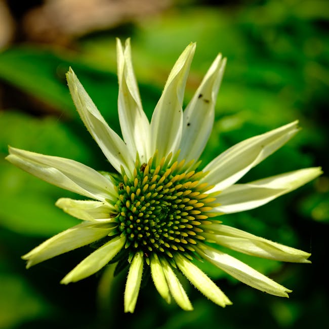 Detail of a white flower