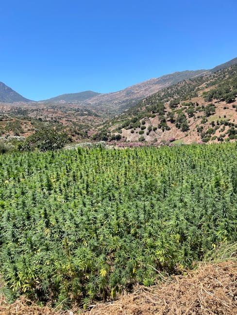 Expansive green sustainable field